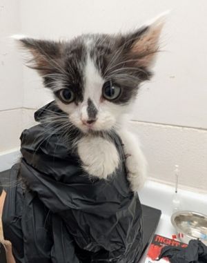 Cloudy, Young Female Domestic Short Hair