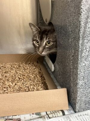 Mam, Adult Female Domestic Short Hair