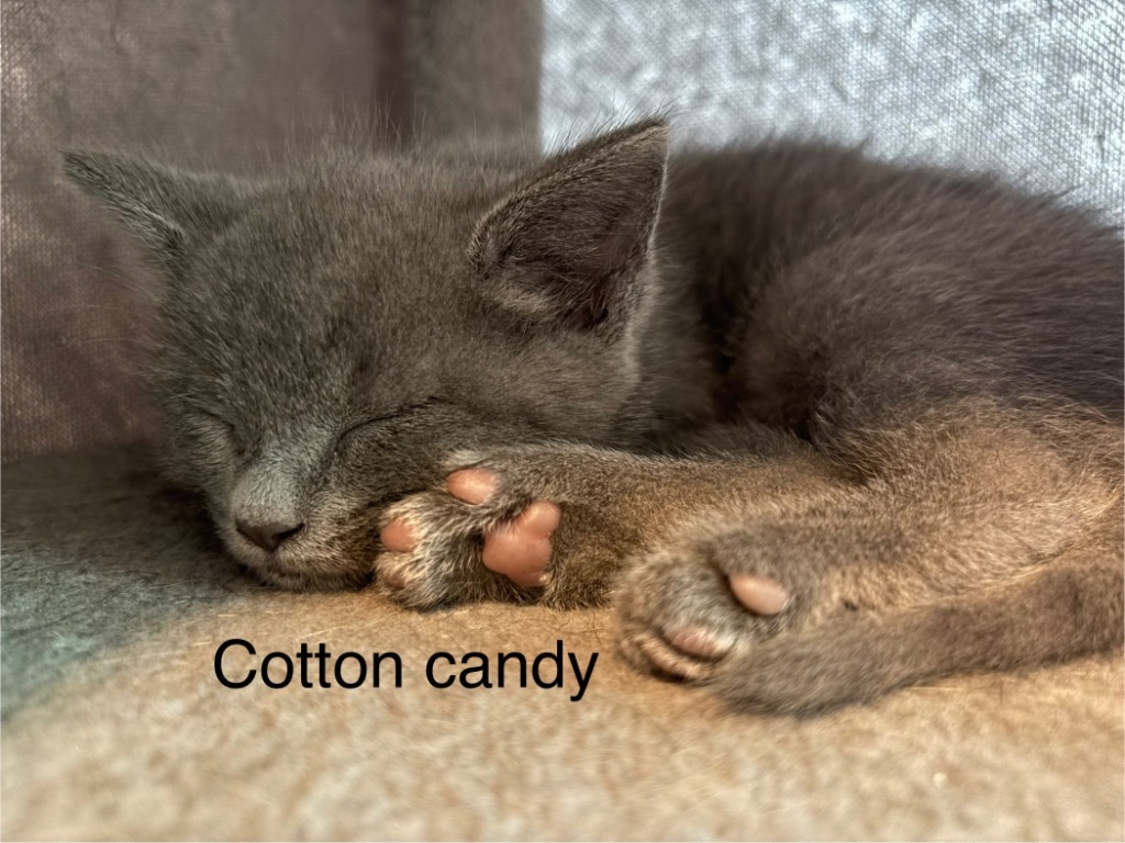 Cotton Candy