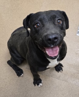 Layla, Adult Female unknown