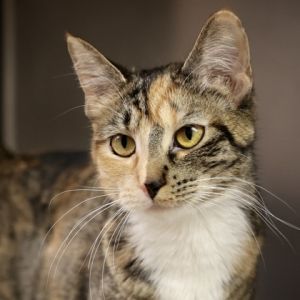 Anise, Young Female unknown