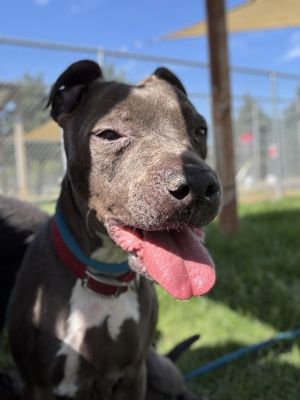Primary Color Grey Secondary Color White Weight 5825lbs Age 9yrs 5mths 0wks Animal has been Spa