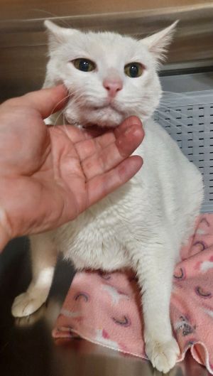Primary Color White Weight 14125lbs Animal has been Spayed