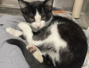 Luis, Baby Male Domestic Medium Hair