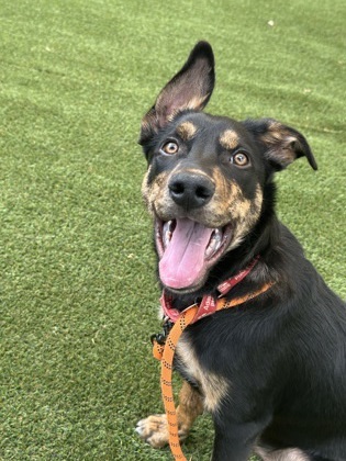 Guppy, an adoptable Australian Kelpie, Mixed Breed in Durango, CO, 81301 | Photo Image 1