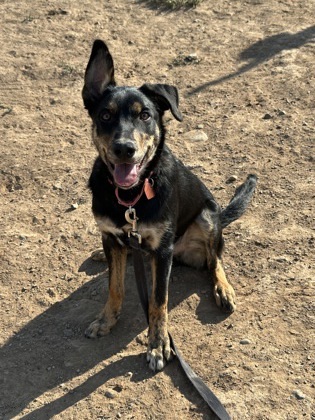 Guppy, an adoptable Australian Kelpie, Mixed Breed in Durango, CO, 81301 | Photo Image 2