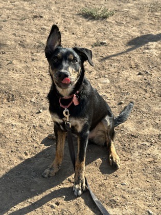 Guppy, an adoptable Australian Kelpie, Mixed Breed in Durango, CO, 81301 | Photo Image 3