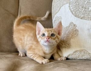 Im Sycamore and I must admit that I am the pick of the litter Just look at my creamsicle coat