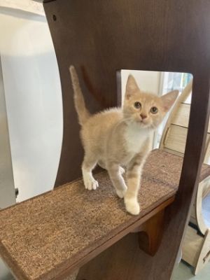 Meet Sourdough a kitten that can melt hearts with his sweet and friendly nature Hes not just cudd