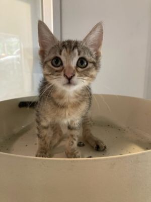 Meet Pyrite a kitten with a heart as golden as her namesake Her playful spirit fills the room with