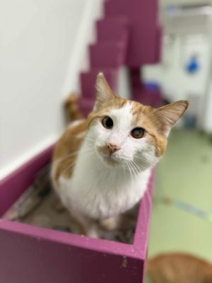 Denzel, Adult Male Domestic Short Hair