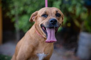 Perry, Adult Male Mountain Cur