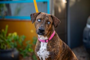 Tori, Adult Female Catahoula Leopard Dog