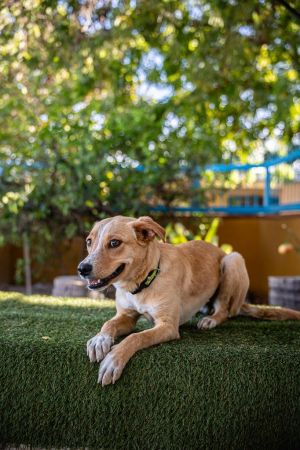 Maya, Baby Female Jindo