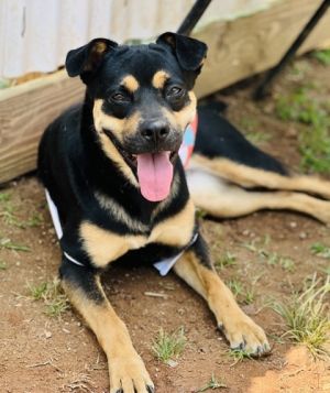 Ki Ki $85, Young Female Mixed Breed