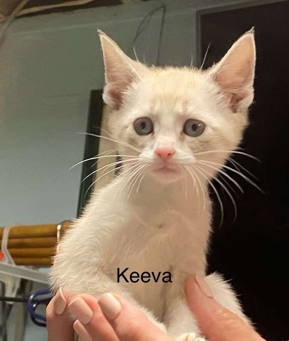 Keeva *