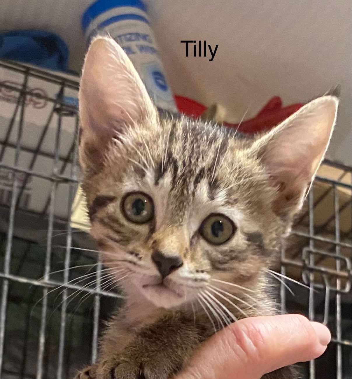Tilly *