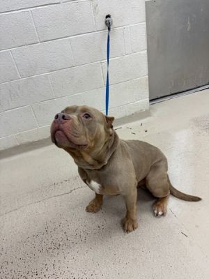 Primary Color Buff Weight 58lbs Age 3yrs 0mths 1wks