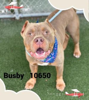 Primary Color Buff Weight 58lbs Age 3yrs 0mths 3wks