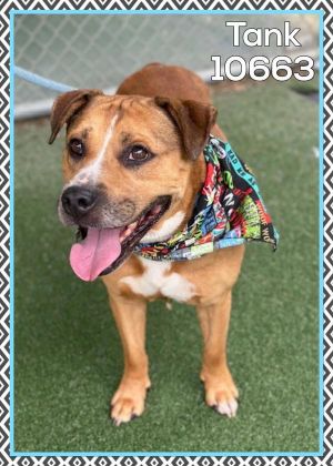 ANIMAL ID 10663 This precious boy is Tank He arrived at the shelter as a lost dog on 66 and