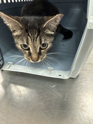 Primary Color Brown Tabby Weight 63lbs Age 4yrs 0mths 1wks Animal has been Spayed