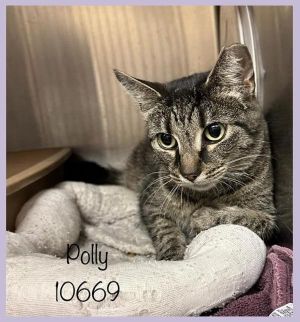 Primary Color Brown Tabby Weight 6lbs Age 4yrs 0mths 4wks Animal has been Spayed