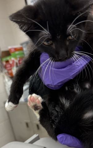 Primary Color Black Secondary Color White Weight 29375lbs Age 0yrs 0mths 8wks