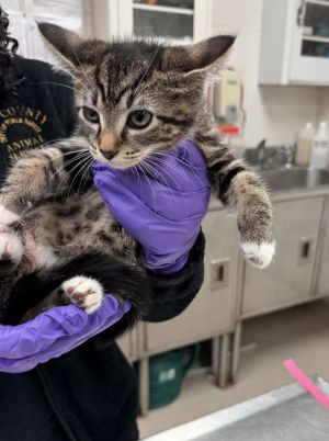 Primary Color Tabby Weight 25lbs Age 0yrs 0mths 8wks