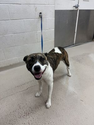 Primary Color Brindle Secondary Color White Weight 48lbs Age 4yrs 0mths 1wks