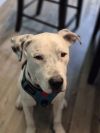 Odin photo 1