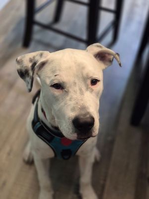 Odin, Adult Male unknown
