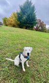 Odin photo 3