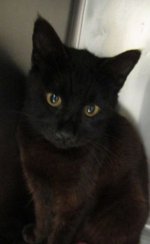 Robin, Adult Female Domestic Short Hair