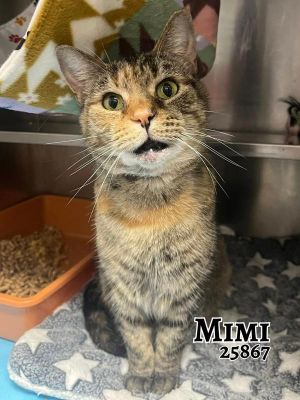 Say hello to Mimi a truly sweet and beautiful soul with a heart full of love This gentle girl is