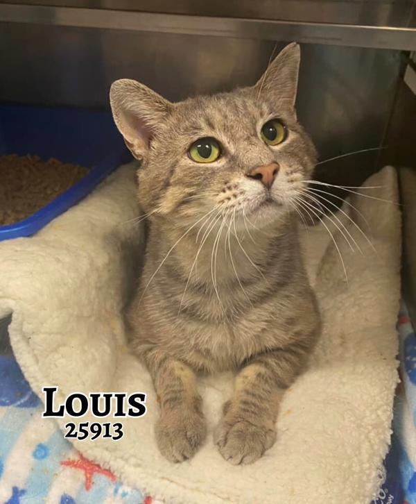 Louis