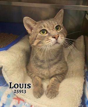 Meet Louis a handsome gray tabby with striking looks and a sweet friendly nature While he enjoys 