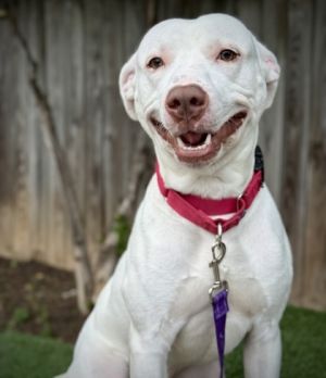 Monk, Adult Male Pit Bull Terrier