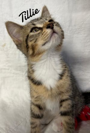 Tillie born 3/25/25, Baby Female Domestic Short Hair
