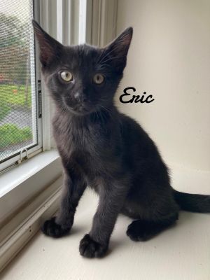Eric born 3/19/25, Baby Male Domestic Short Hair