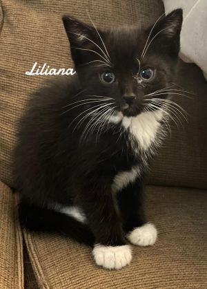 Lilliana Born 3/19/25, Baby Female unknown