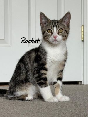 Rocket born 2/21/25, Baby Male Domestic Medium Hair