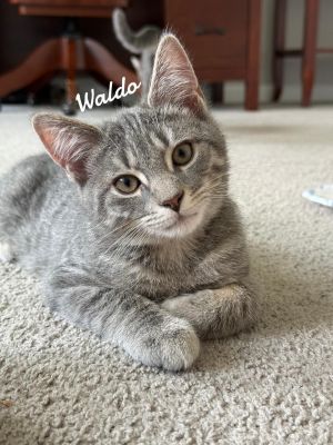 Waldo born 2/21/25, Baby Male Domestic Medium Hair