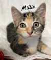 Millie Born 3/25/25 photo 1