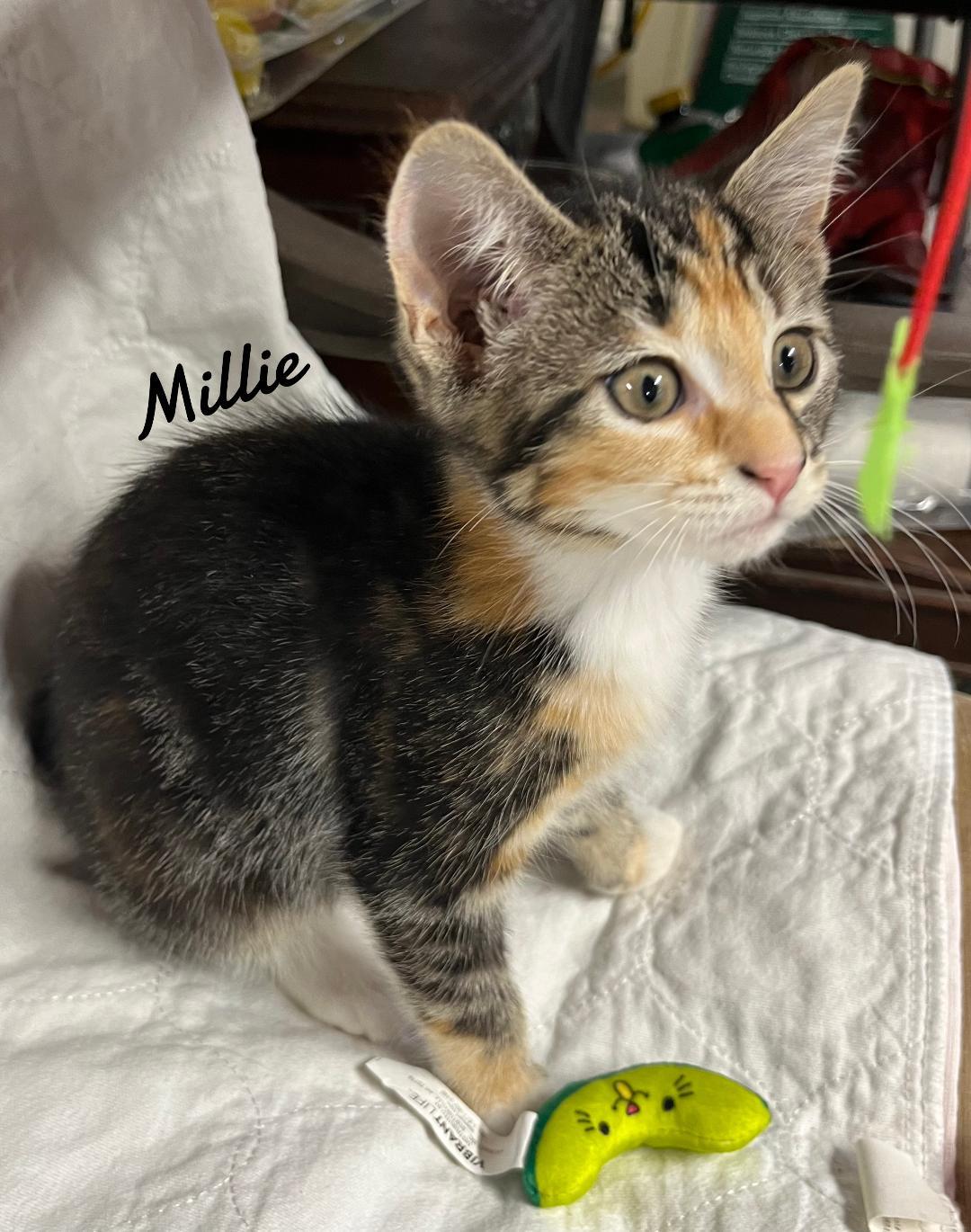 Millie Born 3/25/25