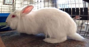 Capri, Young Female Lionhead