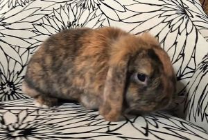 Saxy, Young Female Mini Lop