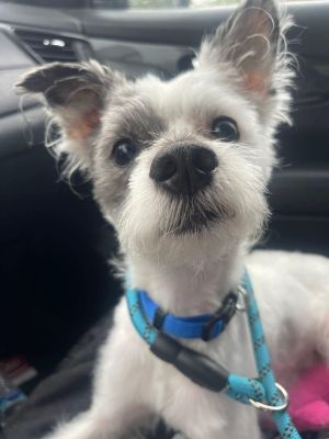 Biscuit, Adult Male Terrier
