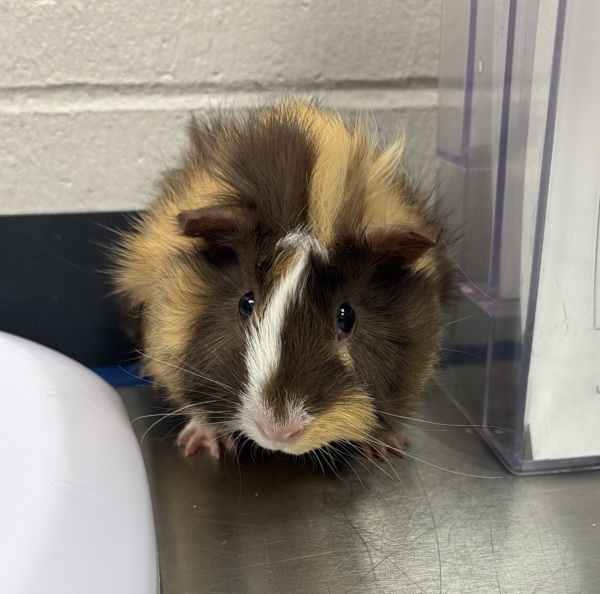 Piper