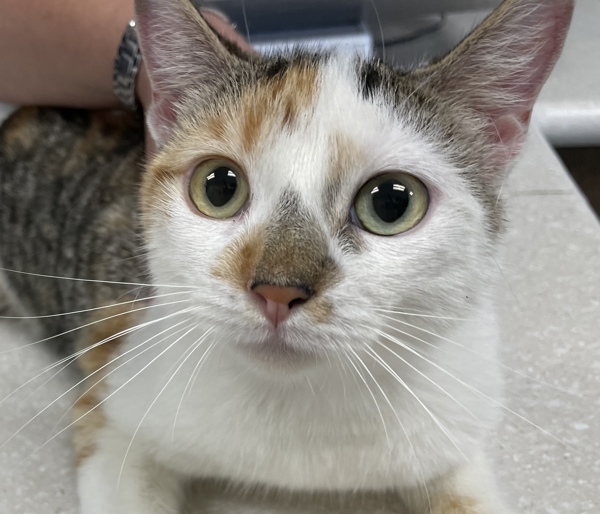 Mimi