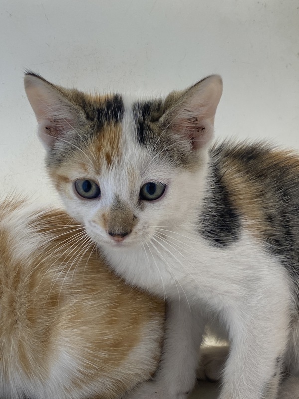 Mimi